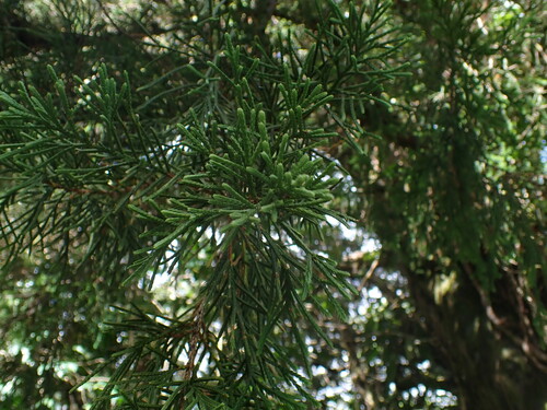 Juniperus observed 2025-10-05