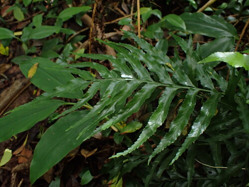Asplenium kaulfussii, 2025-10-05