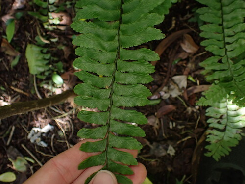 Hymenasplenium, 2025-10-05