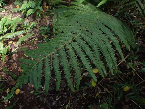 Reholttumia hudsoniana observed 2025-10-05