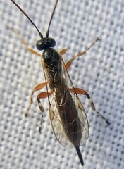 Itoplectis alternans