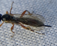 Itoplectis alternans