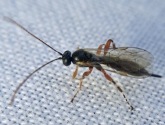 Itoplectis alternans