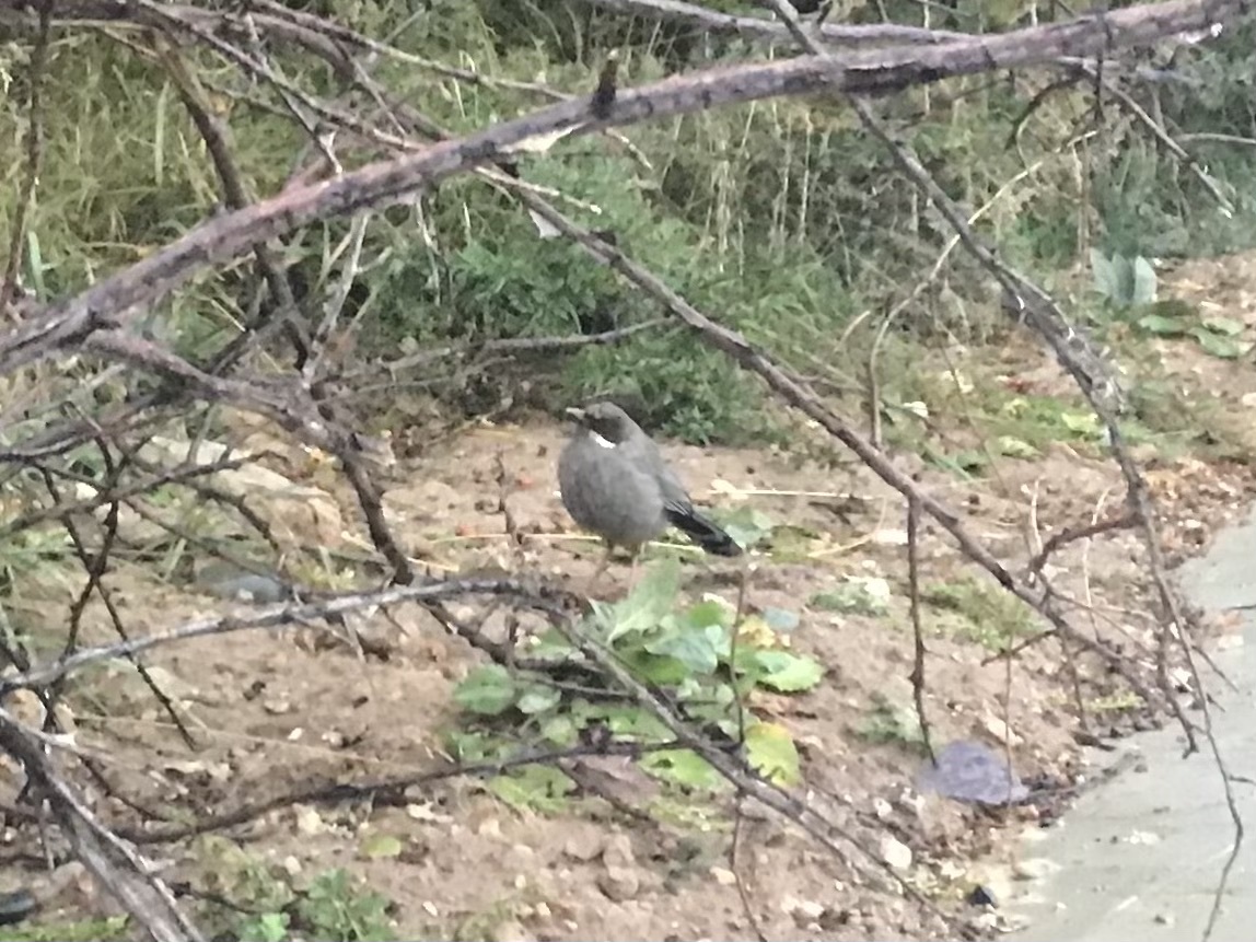 Brown-cheeked Laughingthrush (Trochalopteron henrici), photo 4