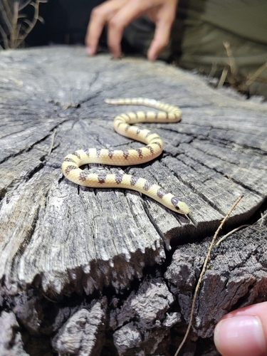 Mojave Shovelnose Snake