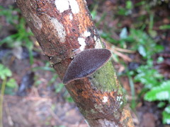 Auricularia nigricans