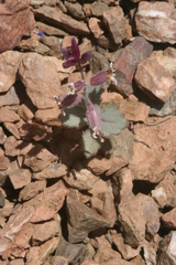 Streptanthus hispidus