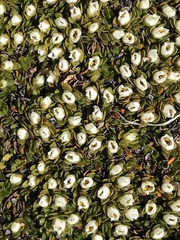 Schizacme