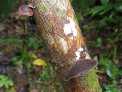 Auricularia nigricans