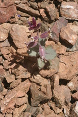 Streptanthus hispidus