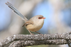 Purple-Backed Fairywren photo 4