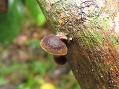 Auricularia nigricans