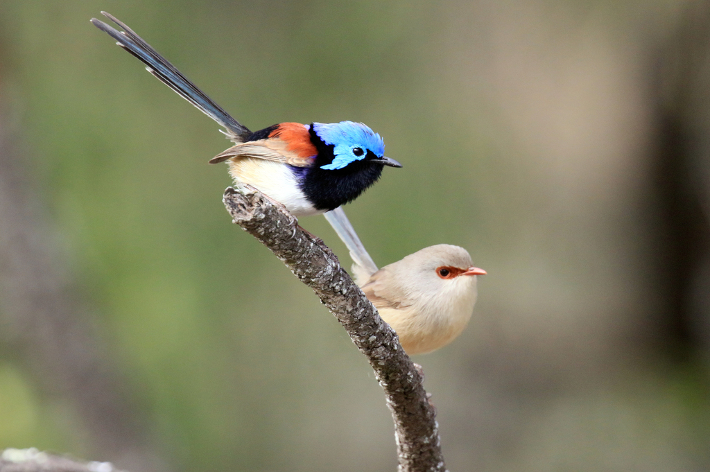 Purple-Backed Fairywren