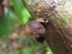 Auricularia nigricans