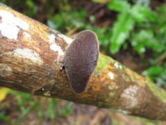 Auricularia nigricans