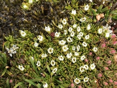 Schizacme