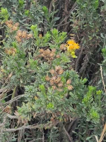 Isocoma veneta observed 2025-10-05