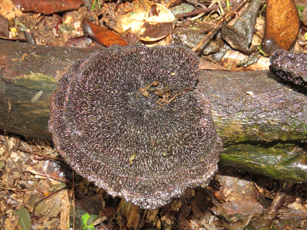 Hexagonia hydnoides · May 2015 · photo: © diogoluiz (iNaturalist, cc-by)