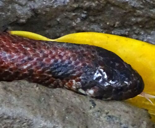 White-bellied Mangrove Snake