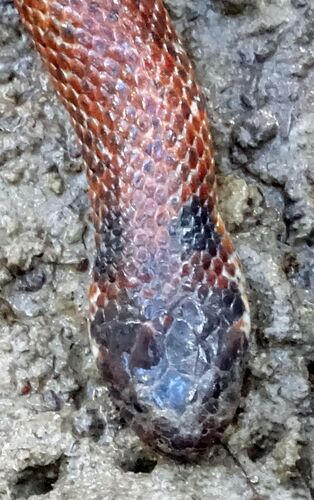 White-bellied Mangrove Snake
