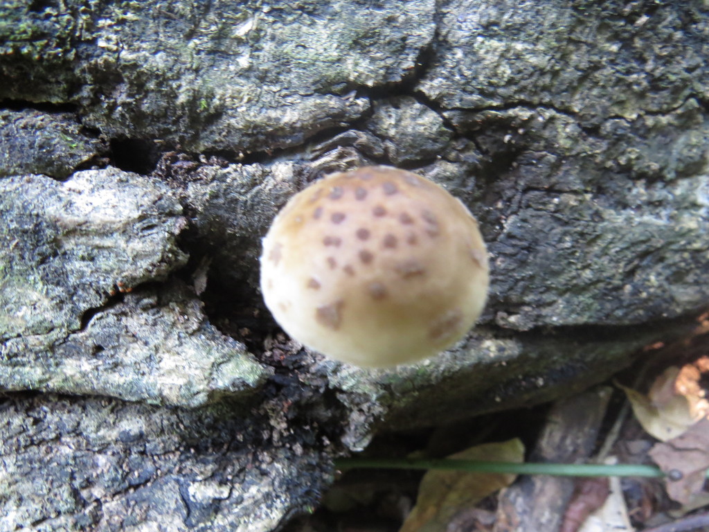 Oudemansiella cubensis · February 2015 · photo: © diogoluiz (iNaturalist, cc-by)