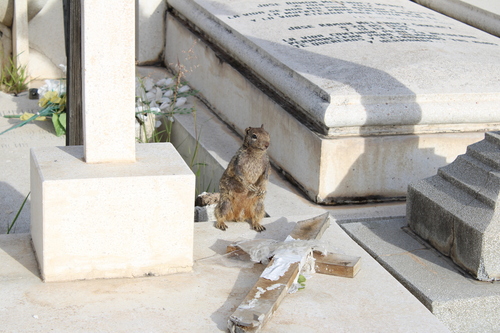 Rock Squirrel