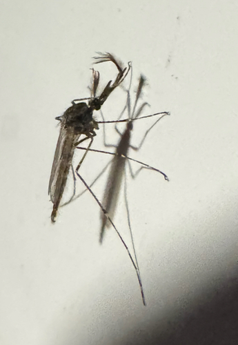 Unknown species found near S Brandi Dr, Elkins, AR, US