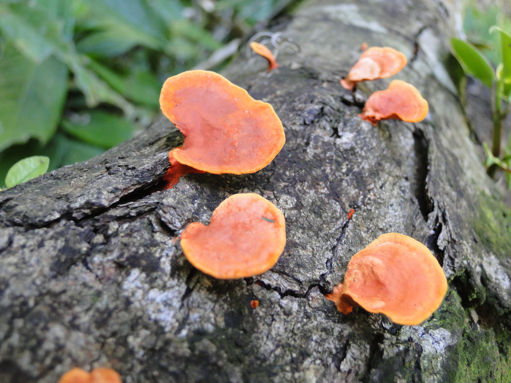 Trametes sanguinea · June 2012 · photo: © diogoluiz (iNaturalist, cc-by)