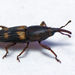 Lesser Coconut Weevil - Photo (c) tjeales, some rights reserved (CC BY-SA), uploaded by tjeales