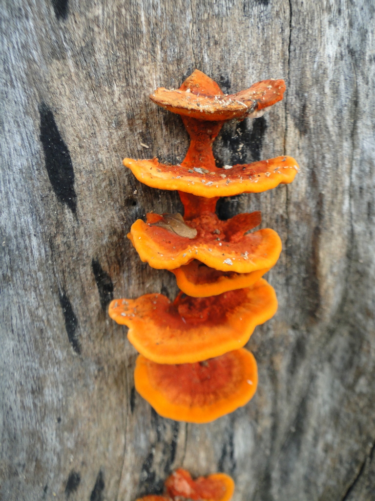 Trametes sanguinea · January 2013 · photo: © diogoluiz (iNaturalist, cc-by)