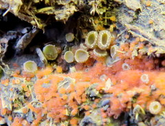 Ascobolus furfuraceus
