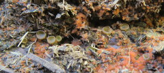 Ascobolus furfuraceus