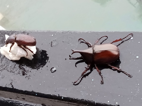 Xylotrupes socrates siamensis