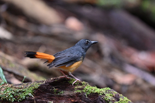 Rufous-tailed Shama (Copsychus pyrropygus), photo 6