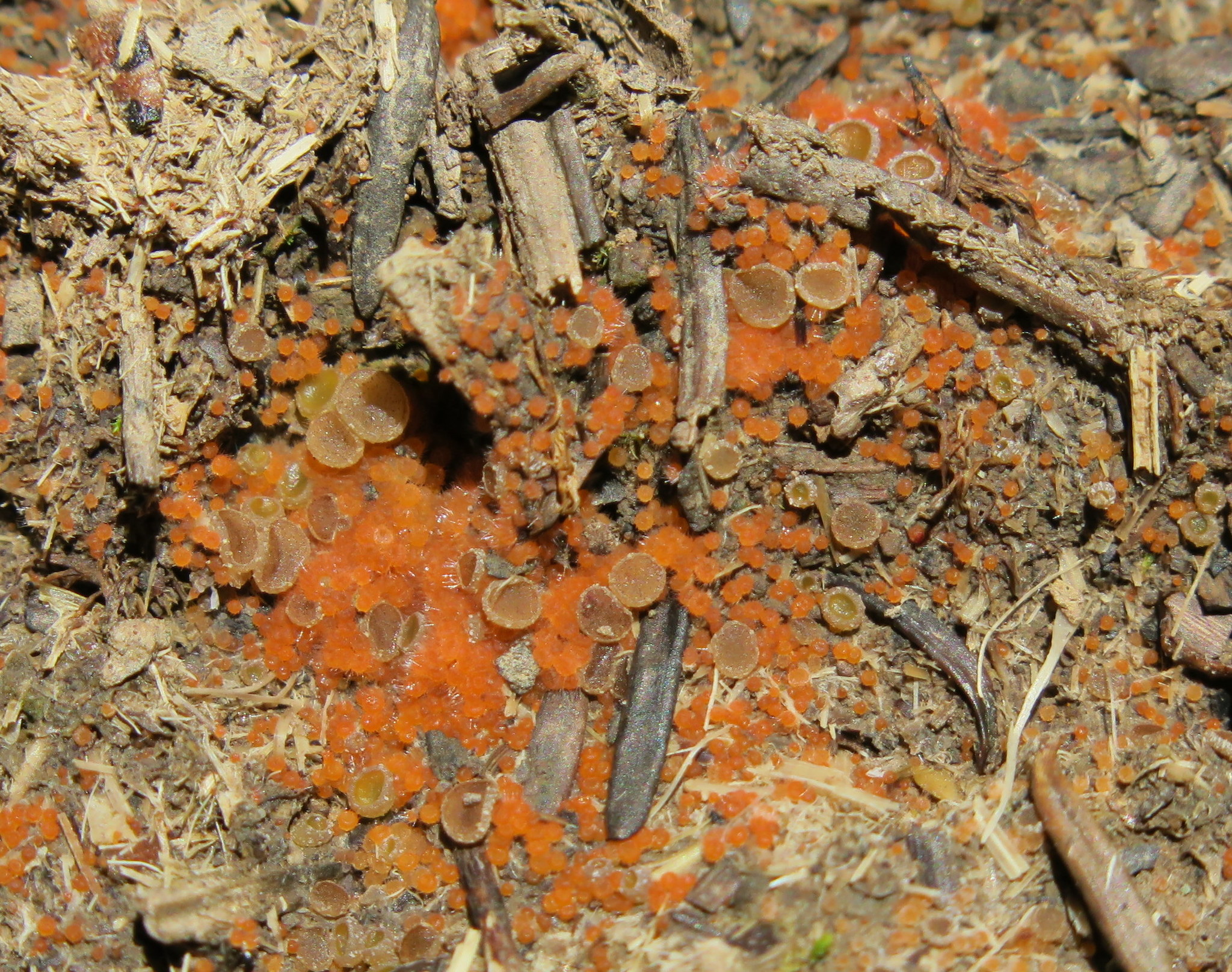 Ascobolus ciliatus image