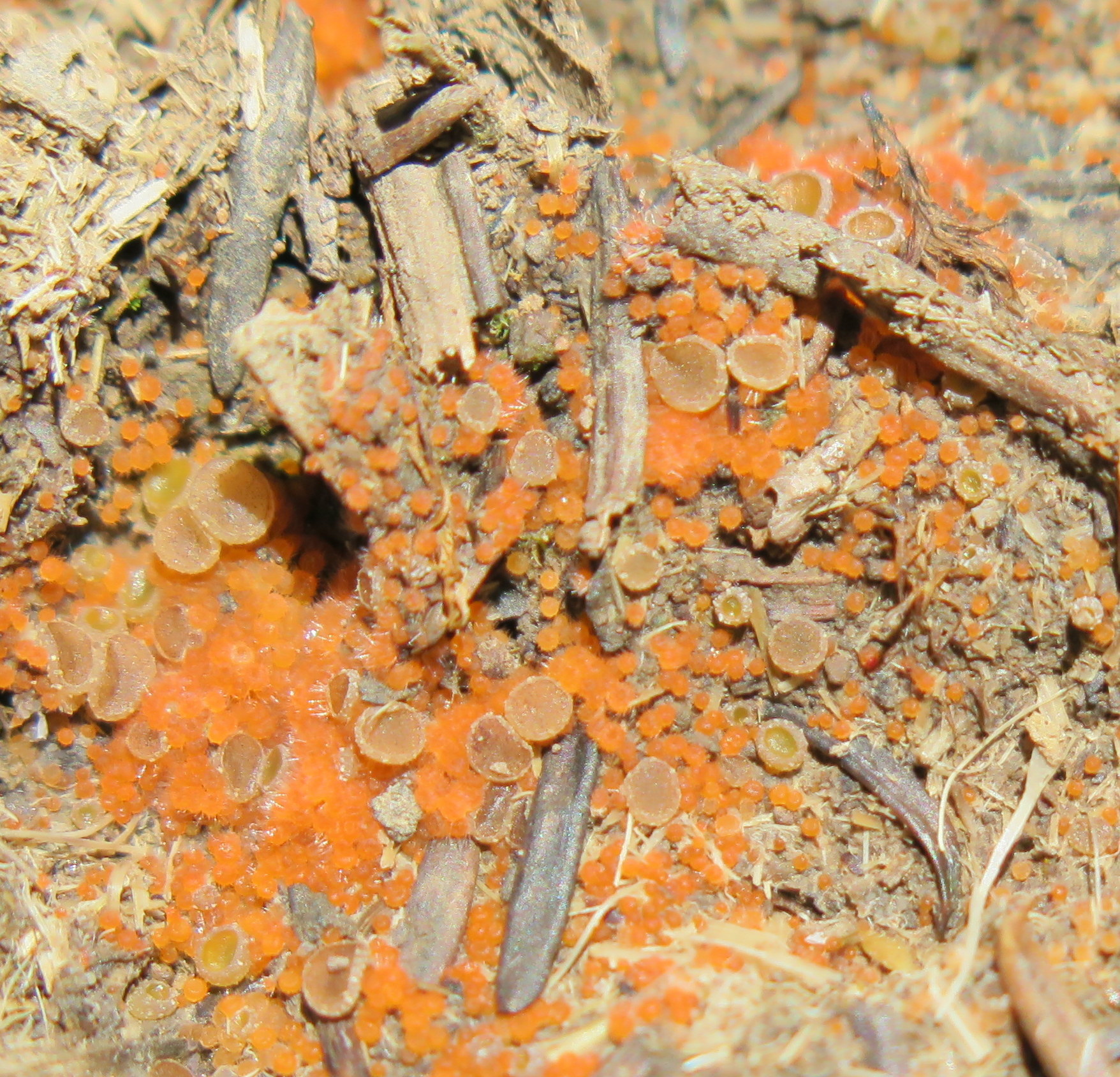 Ascobolus ciliatus image