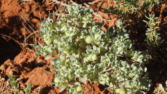 Atriplex holocarpa