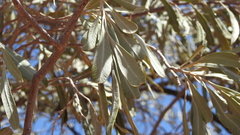 Alectryon oleifolius canescens