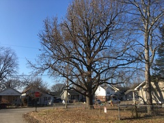 Liquidambar styraciflua
