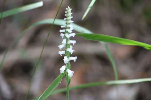 Niklas' Ladies' Tresses (Spiranthes niklasii)