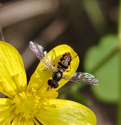 Toxomerus sedmani