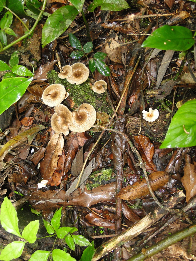 Lentinus crinitus · November 2011 · photo: © diogoluiz (iNaturalist, cc-by)