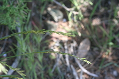 Melica californica