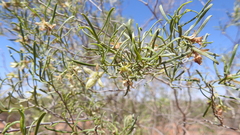 Eremophila sturtii