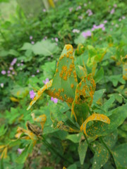 Puccinia oxalidis