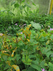 Puccinia oxalidis