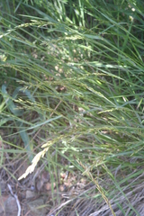 Melica californica