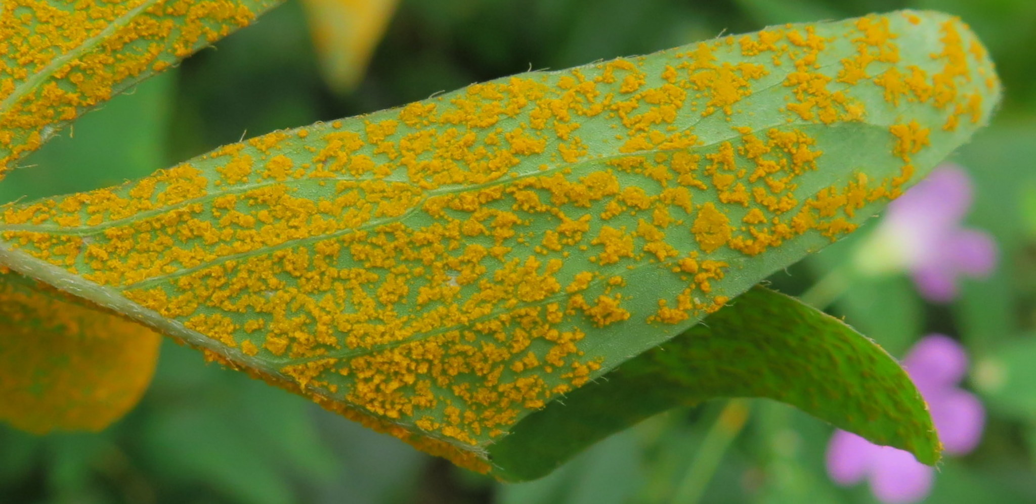 Puccinia oxalidis image
