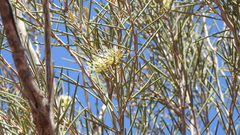 Hakea leucoptera