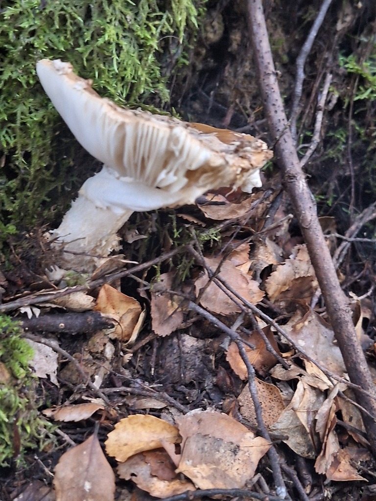 Amanita nothofagi · May 2025 · photo: © ngaro (iNaturalist, cc-by)